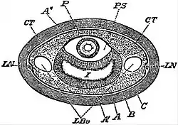 EB1911 Nemertina - internal organs in Carinella.jpg