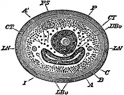 EB1911 Nemertina - internal organs in Metanemertini.jpg