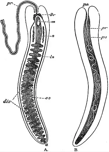 EB1911 Nemertina - organs.jpg