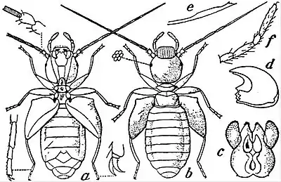 EB1911 Neuroptera - Book-louse.jpg