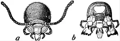 EB1911 Neuroptera - Head of termite.jpg