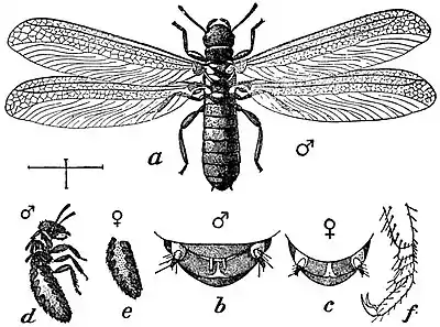 EB1911 Neuroptera - Termes flavipes.jpg