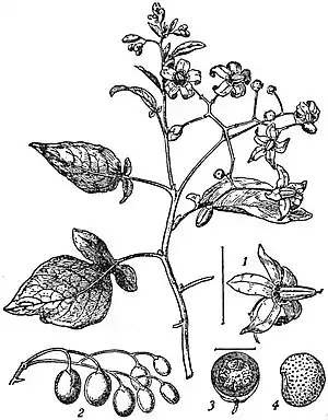 EB1911 Nightshade - Bittersweet.jpg