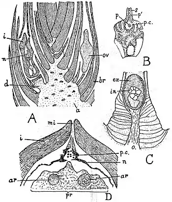 EB1911 Palaeobotany - Cordaianthus.jpg