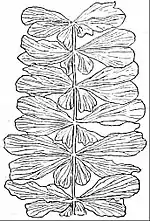 EB1911 Palaeobotany - Sphenophyllum speciosum.jpg