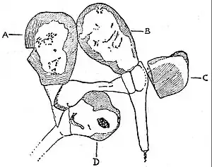 EB1911 Palaeobotany - Stauropteris oldhamia - germinating spores.jpg
