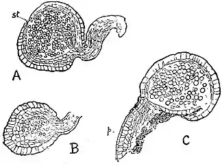 EB1911 Palaeobotany - Stauropteris oldhamia - sporangia.jpg