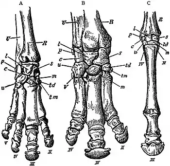 EB1911 Perissodactyla - Bones of Right Fore-Foot.jpg