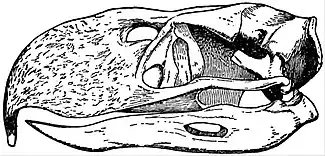 EB1911 Phororhacos - longissimus.jpg