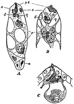 EB1911 Plants (Cytology) - fertilization in the lily.jpg