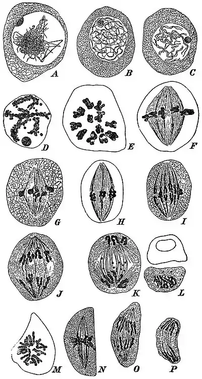 EB1911 Plants (Cytology) - nuclear division of Lilium pollen mother-cells.jpg