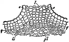 EB1911 Plants - lenticel in a twig of elder.jpg