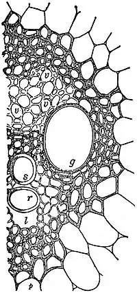EB1911 Plants - transverse section of the closed vascular bundle of a monocotyledon.jpg