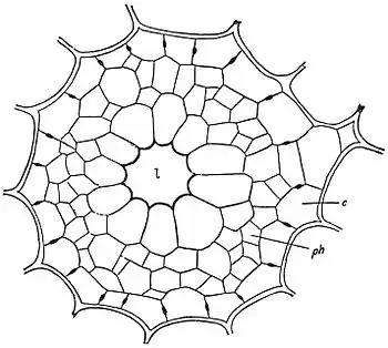 EB1911 Plants - transverse section of the stele of the stem of a water-plant.jpg