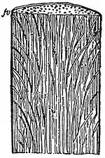EB1911 Plants - vertical section of a palm-stem.jpg