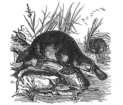 EB1911 Platypus.jpg