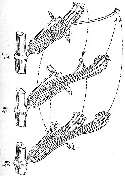 EB1911 Pollination - flowers of the three forms of Lythrum salicaria.jpg