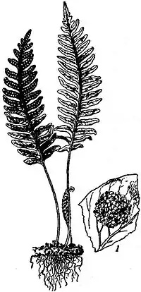 EB1911 Polypodium vulgare.jpg
