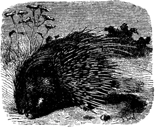 EB1911 Porcupine.png