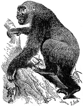 EB1911 Primates - Adult Male Gorilla.jpg