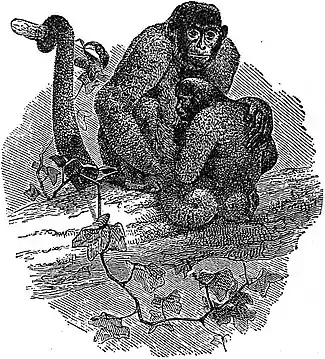 EB1911 Primates - Humboldt's Woolly Spider-Monkey.jpg