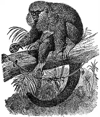 EB1911 Primates - Moloch Titi.jpg