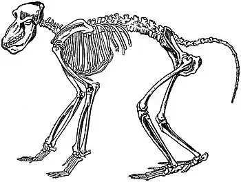 EB1911 Primates - Skeleton of Chacma Baboon.jpg