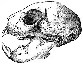 EB1911 Primates - Skull of the Aye-aye.jpg