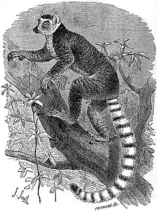 EB1911 Primates - The Ring-tailed Lemur.jpg