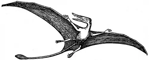 EB1911 Pterodactyles.jpg