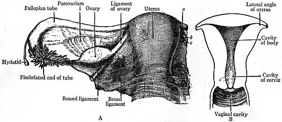 EB1911 Reproductive System, in Anatomy - A. uterus and broad ligament; B. uterine cavity.jpg