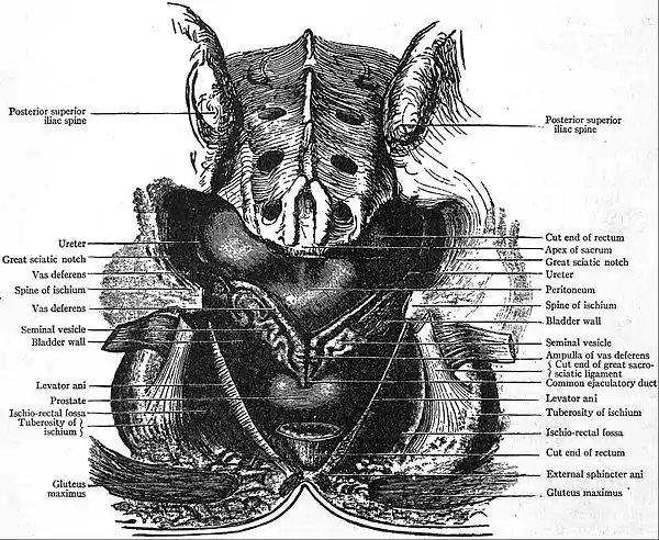 EB1911 Reproductive System, in Anatomy - bladder, prostate, seminal vesicles and vasa deferentia.jpg