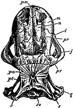 EB1911 Reptiles - Dorsal aspect of skull of Heloderma horridum.jpg