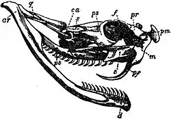 EB1911 Reptiles - Skull of Vipera nasicornis.jpg