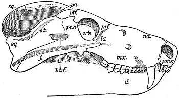 EB1911 Reptiles - Skull of an Anomodont Reptile.jpg