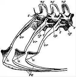 EB1911 Reptiles - Three Thoracic Vertebrae of Crocodilus vulgaris.jpg