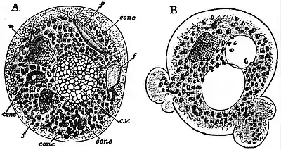 EB1911 Rhizopida - Amoeba discus.jpg