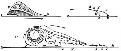 EB1911 Rhizopida - crawling amoeba in perspective.jpg