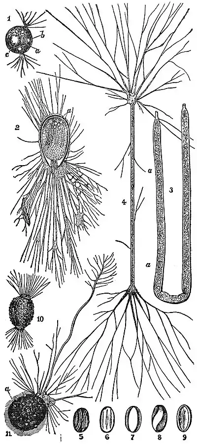 EB1911 Rhizopoda - Filosa and Foraminifera of similar habit.jpg