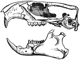 EB1911 Rodentia - Skull of the American Marmot.jpg