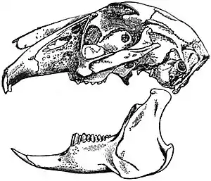 EB1911 Rodentia - Skull of the Common Hare.jpg