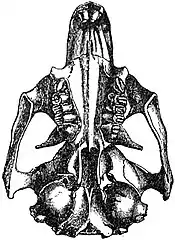 EB1911 Rodentia - Under Side of Skull of Prairie-Marmot.jpg