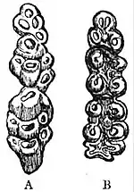 EB1911 Rodentia - Upper Molars of Mus and Cricetus.jpg