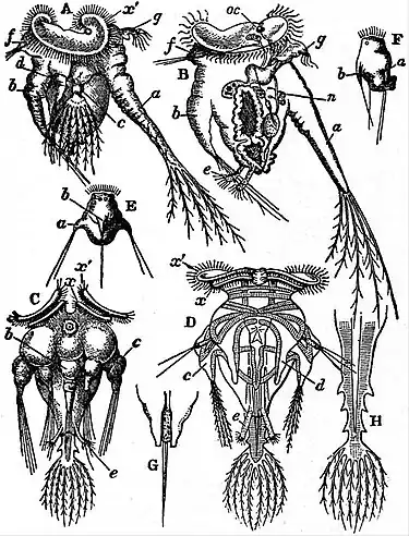 EB1911 Rotifera - Pedalion mira.jpg