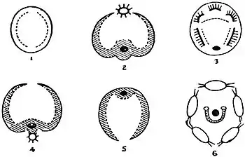 EB1911 Rotifera - disks of rotifers.jpg
