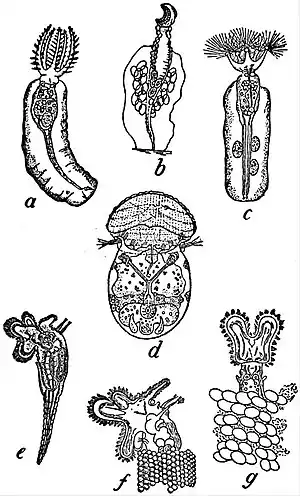 EB1911 Rotifera - tubes.jpg