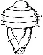 EB1911 Scaphopoda - Larva of Dentalium.jpg