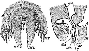 EB1911 Scyphomedusae - Tentaculocyst and Marginal Lappets of Aurelia aurita.jpg