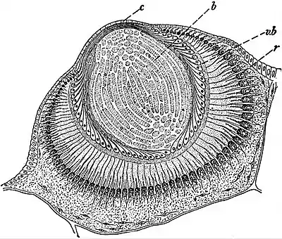 EB1911 Scyphomedusae - section of the Median Distal Ocellus of Charybdaea.jpg