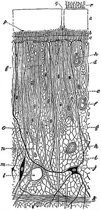 EB1911 Tapeworms - body-wall of a young Ligula.jpg